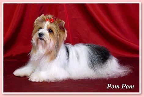pom-pom-biever-yorkie-kislany-1.jpg